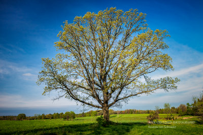 Solitary Oak tree