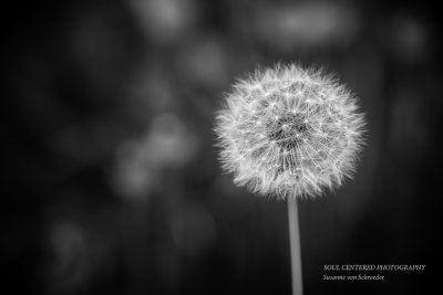 Dandelion in black and white