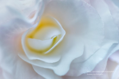 White Begonia swirl