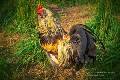 Pretty rooster