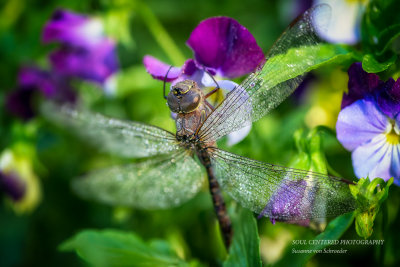 Bejeweled Dragonfly