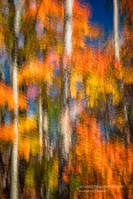 Fall trees, abstract