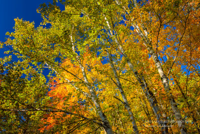 Birch and Maple trees