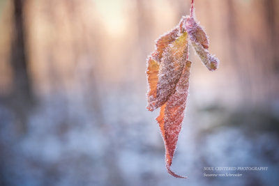 Frosted leaf