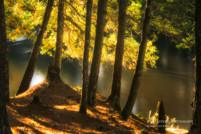 Cedar trees