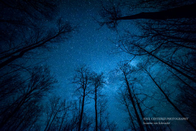 Milky Way peeking through some trees