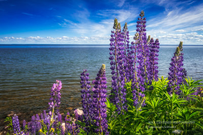 Lupins at Lake Superior