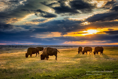 Bisons lit up by sunlight