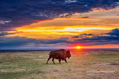 One bison at sunset