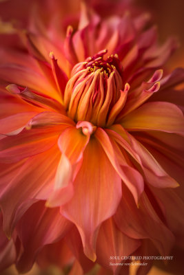 Dahlia, close-up