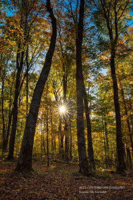 Sun in trees