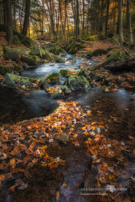 Creek with leaves