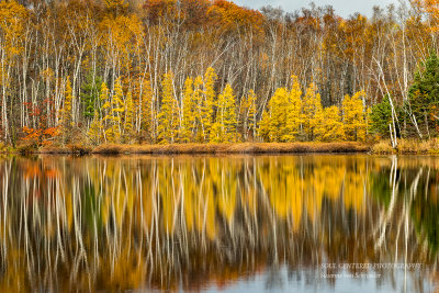 Tamarack reflections