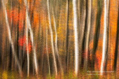 Autumn trees abstract