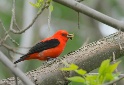 Autres oiseaux du Qubec