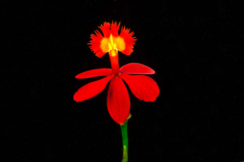 Epidendrum Miracle Valley