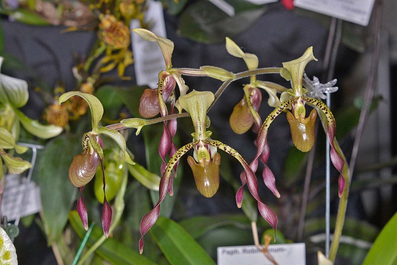 Paph. Robineanum (lowii x parishii)