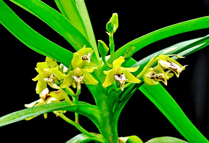 Vanda cristata