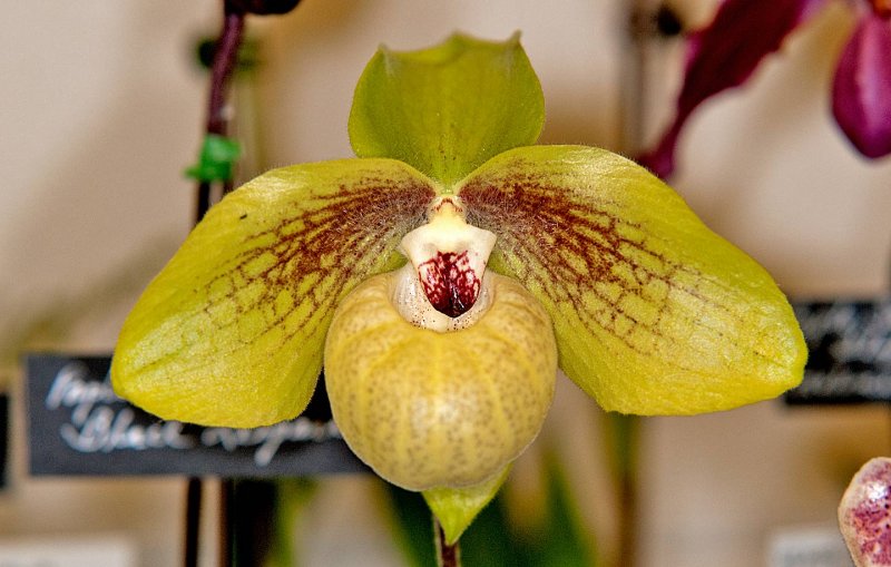 Paph. Mem. Larry Heuer (malipoense x emersonii)