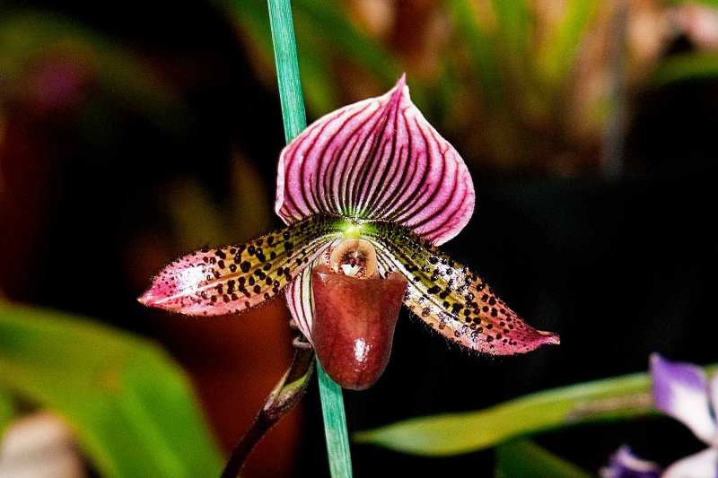 Paph. Petulas Ruby Peacock Display x Petula Downtown)