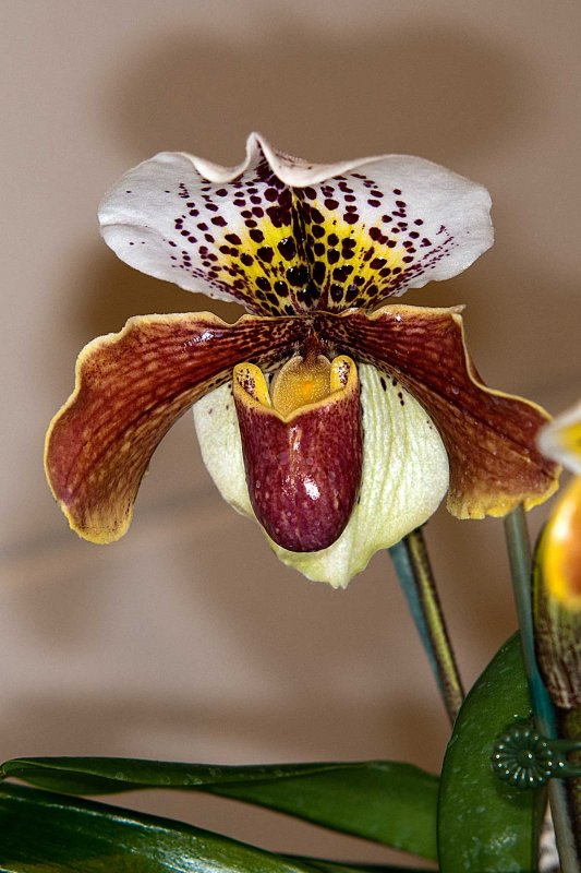 Paph. Pacific Storm (New Addition x Algonquin)