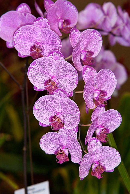 Dtps. Taisuco Firebird x Minho Princess