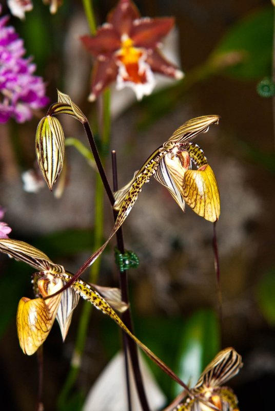 Paph. St. Swithin
