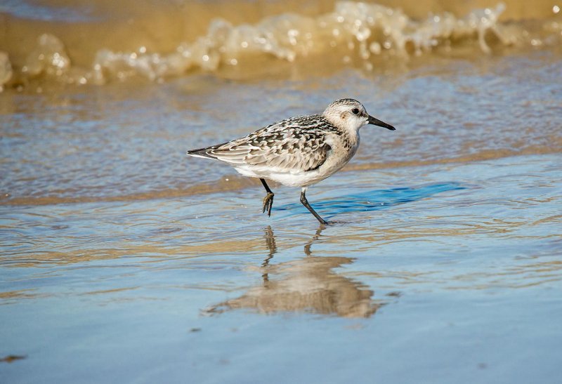 Sanderling