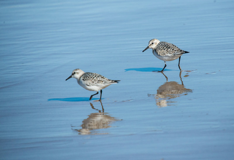 Sanderling