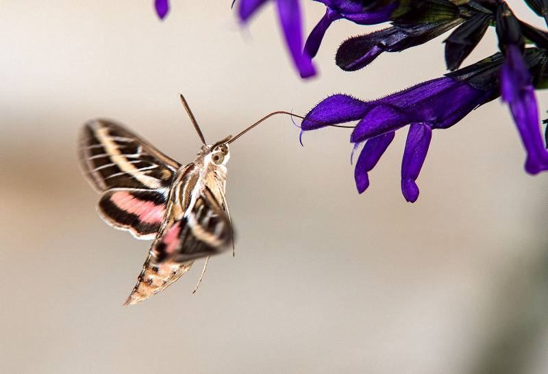 White-Lined Sphnix Moth