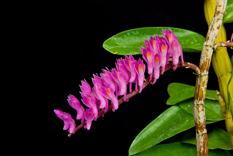 Dendrobium secundum