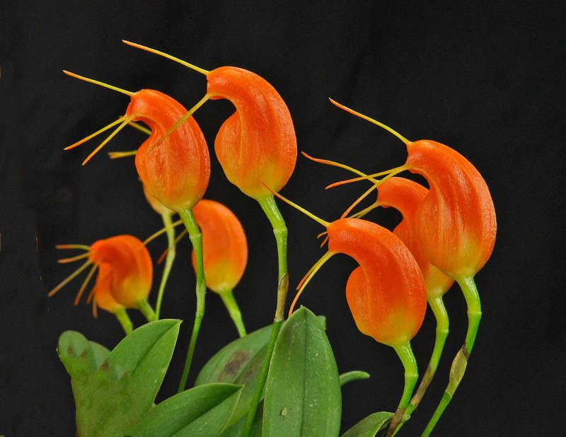 Masdevallia limax Rojohn AM-CCM/AOS