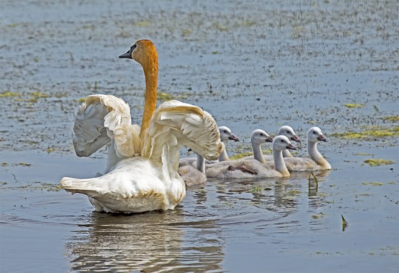 Swan, Trumpeter