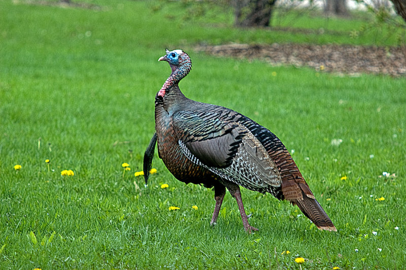 Turkey, Wild