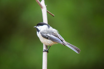 CHICKADEE, BLACK-CAPPED