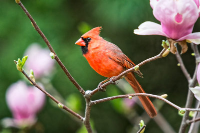 CARDINAL