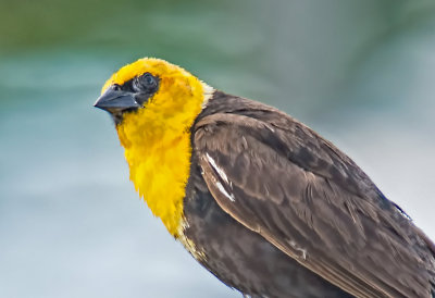 Yellow-Headed Blackbird