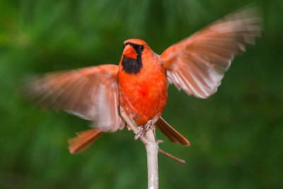 CARDINAL