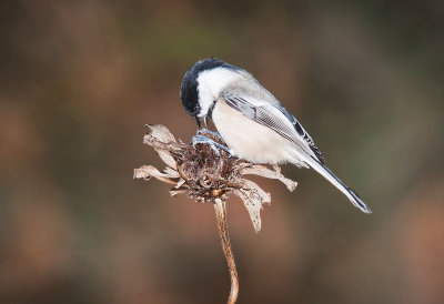 CHICKADEE, BLACK-CAPPED