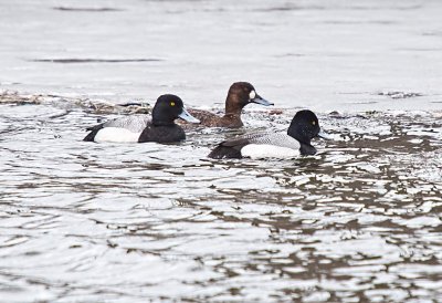 SCAUP, LESSER