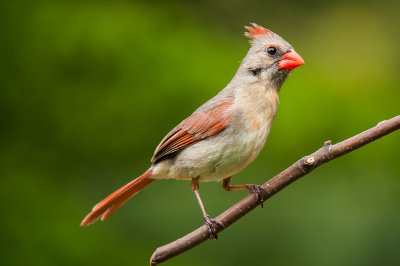 CARDINAL