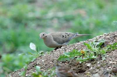 DOVE, MOURNING