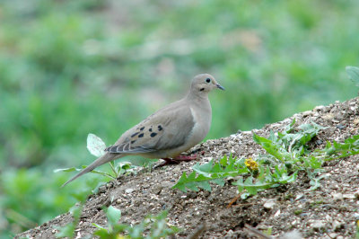 DOVE, MOURNING