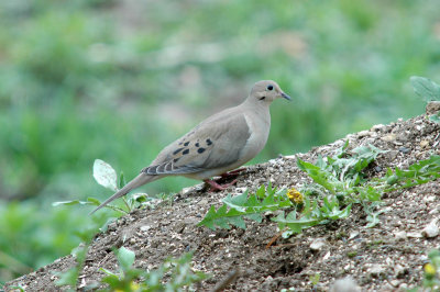 DOVE, MOURNING