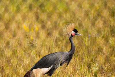 CRANE, GRAY CROWNED