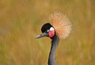 CRANE, GRAY CROWNED