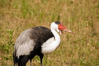 CRANE, WATTLED