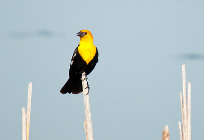 Yellow-Headed Blackbird