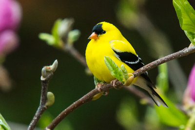 GOLDFINCH
