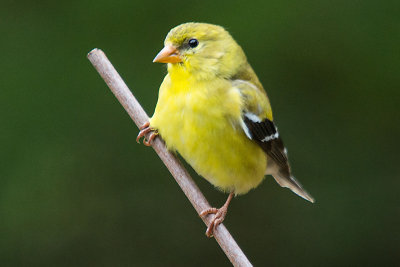 GOLDFINCH